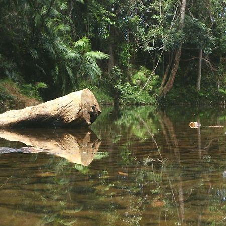 Daintree Rainforest Bungalows Villa Cow Bay Esterno foto